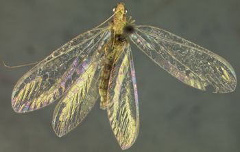 Media type: image; Entomology 14859   Aspect: habitus dorsal view